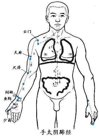 五臟六腑位置圖|人體使用手冊/人體的硬體結構：五臟六腑